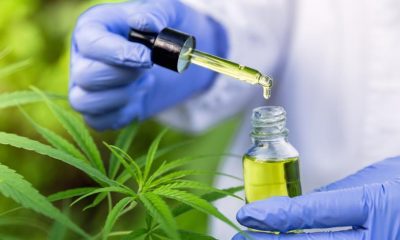 A doctor examines CBD oil