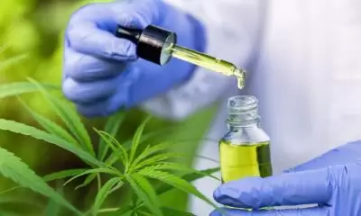A doctor examines CBD oil