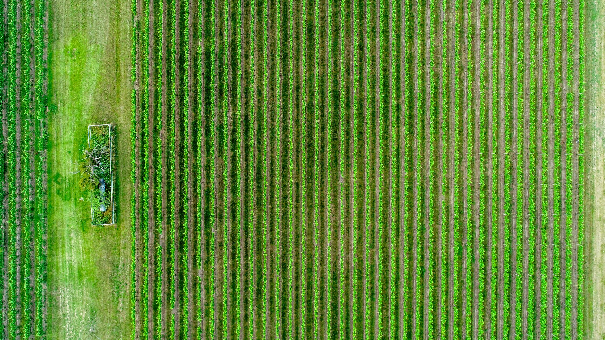 Arial shot of green fields