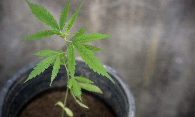 Hemp plant grows in a planter