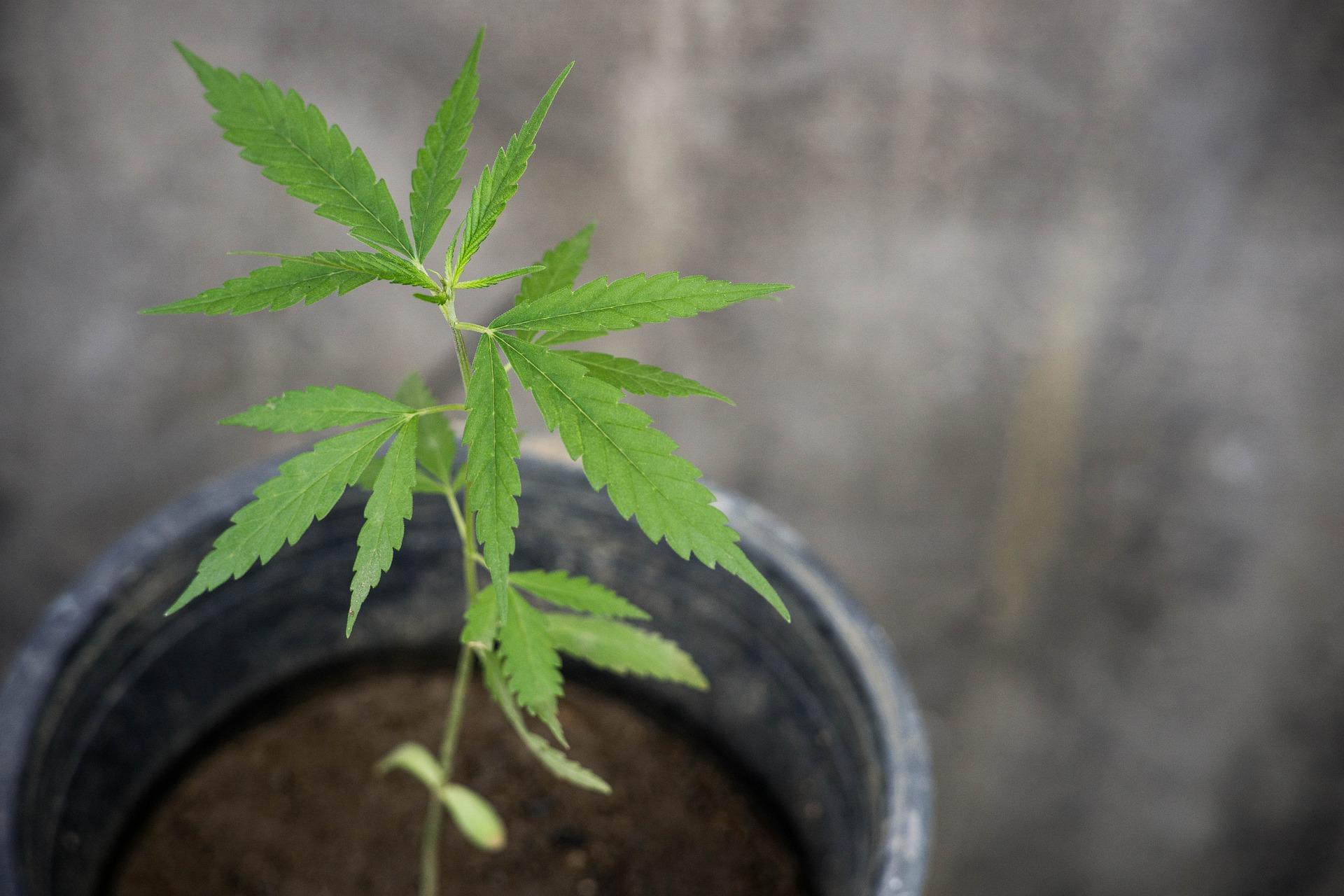 Hemp plant grows in a planter