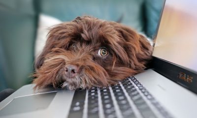 Dog rests their head on a laptop