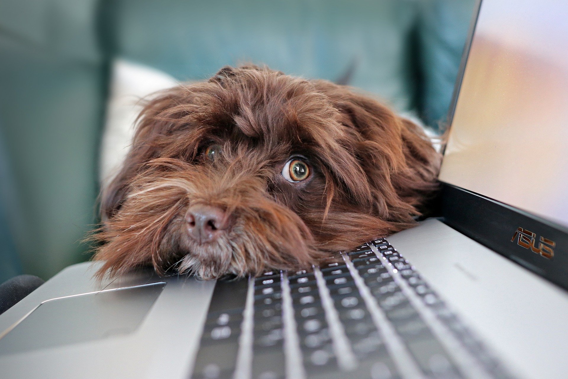 Dog rests their head on a laptop