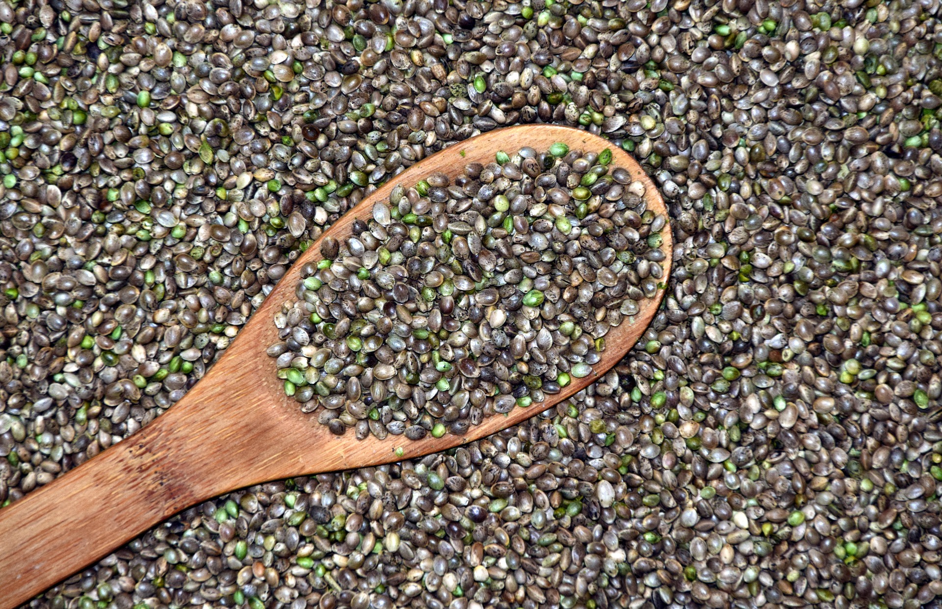 Hemp seeds in bulk