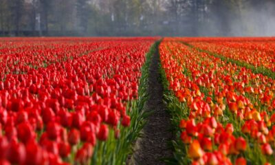 Rows of red tulips in bloom