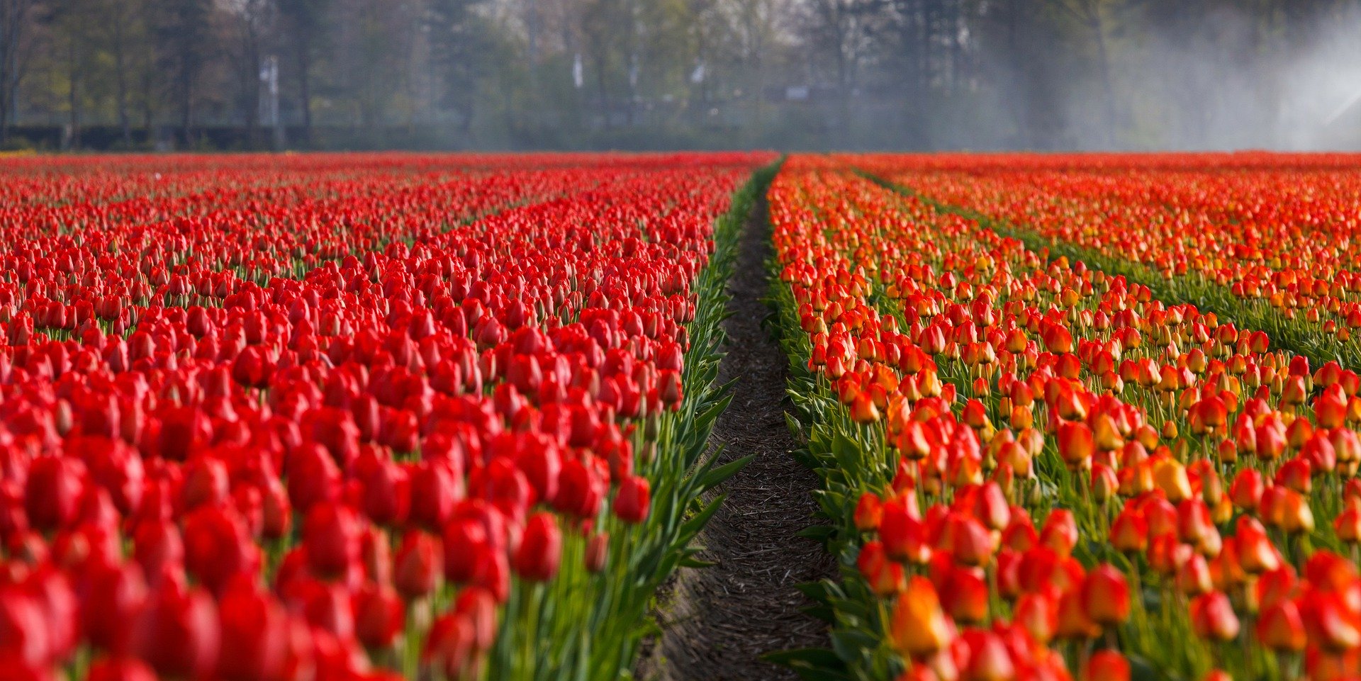 Rows of red tulips in bloom