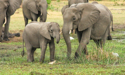 Herd of elephants