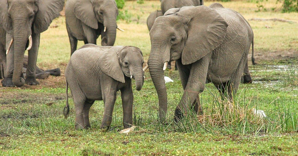 Herd of elephants