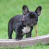 A black and white French bulldog stands in a garden of green grass