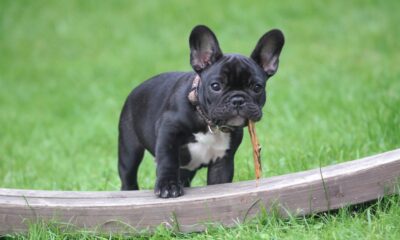 A black and white French bulldog stands in a garden of green grass