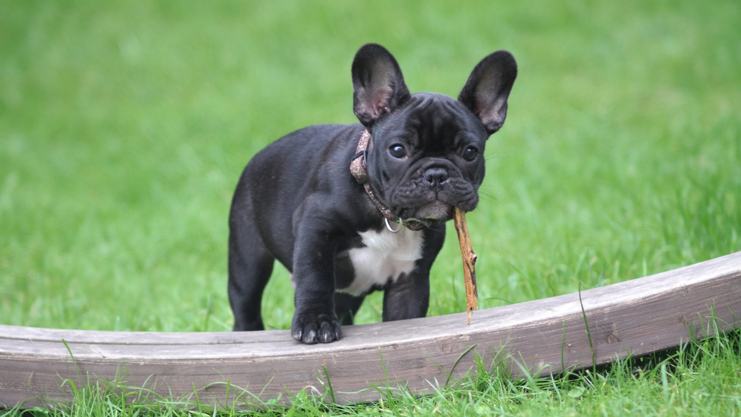 A black and white French bulldog stands in a garden of green grass