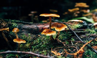 Mushrooms in a forest