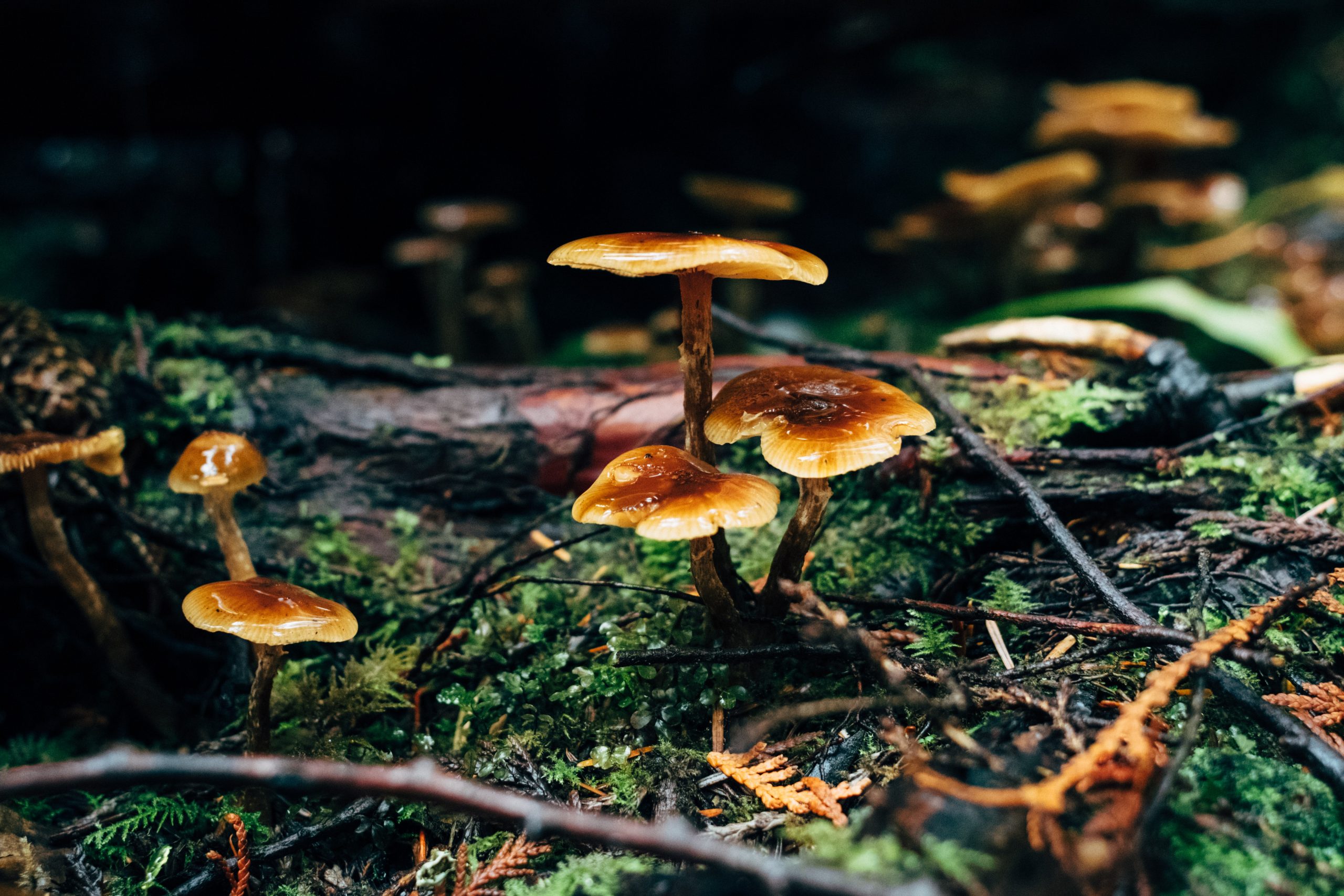 Mushrooms in a forest