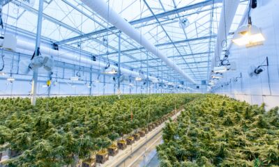 Indoor cannabis farm, with green cannabis plants growing