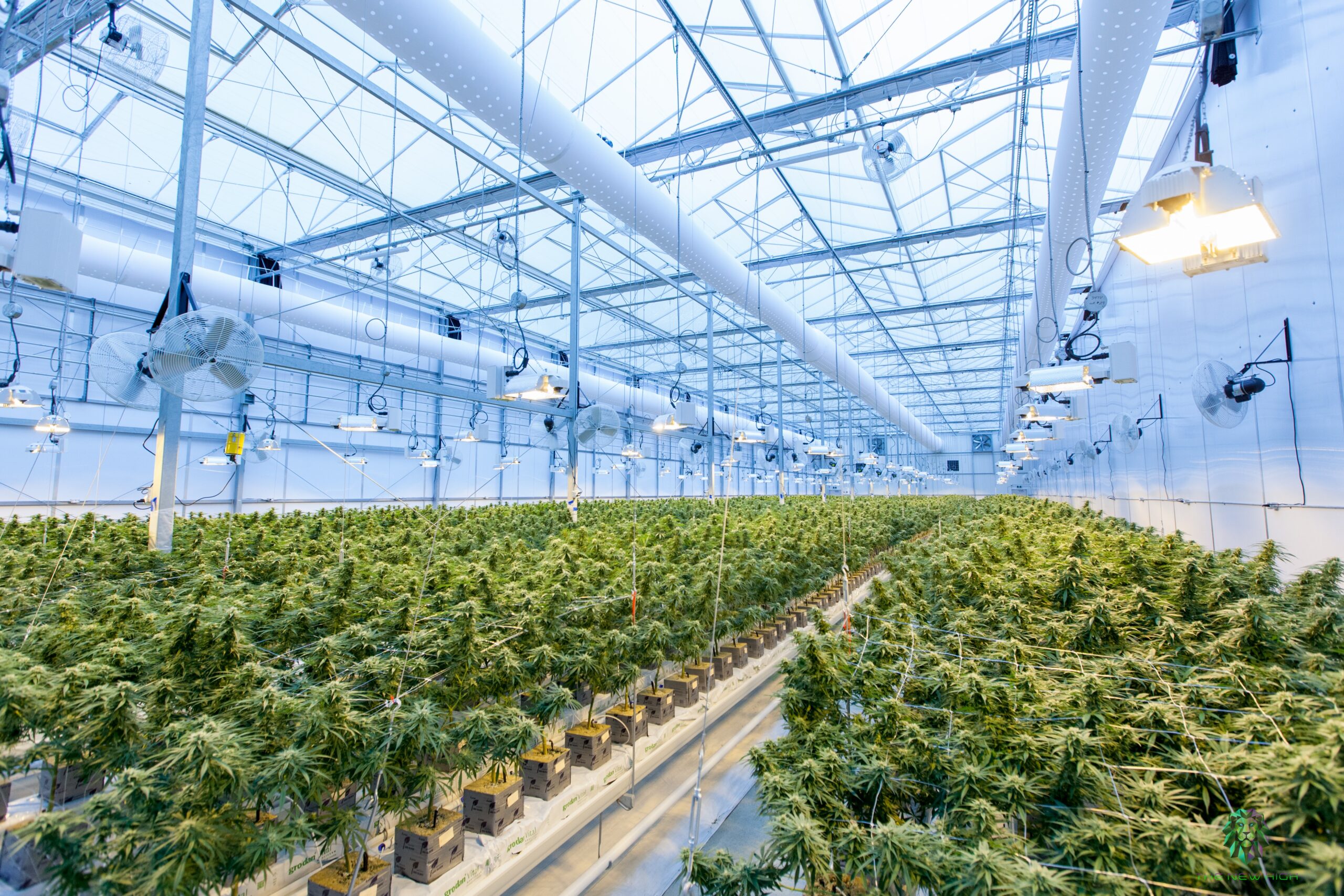 Indoor cannabis farm, with green cannabis plants growing
