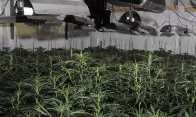 cannabis