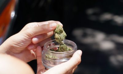 Hand holding cannabis bud
