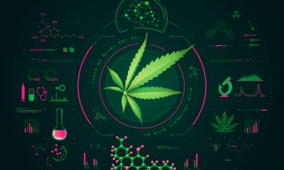 Cannabis leaf on digital background design