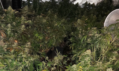 Seized cannabis crop