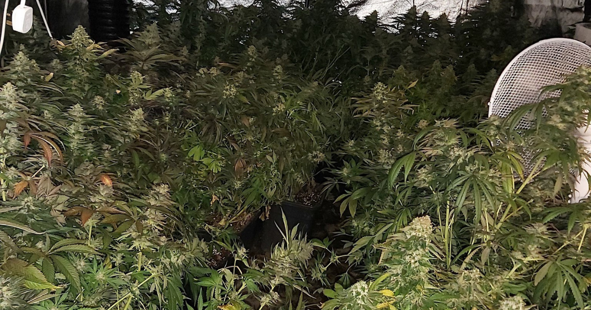 Seized cannabis crop