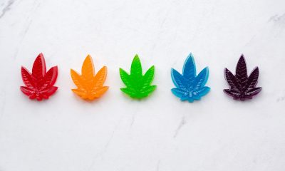 Homemade cannabis infused rainbow gummy candy edibles.