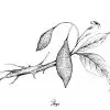 Iboga illustration