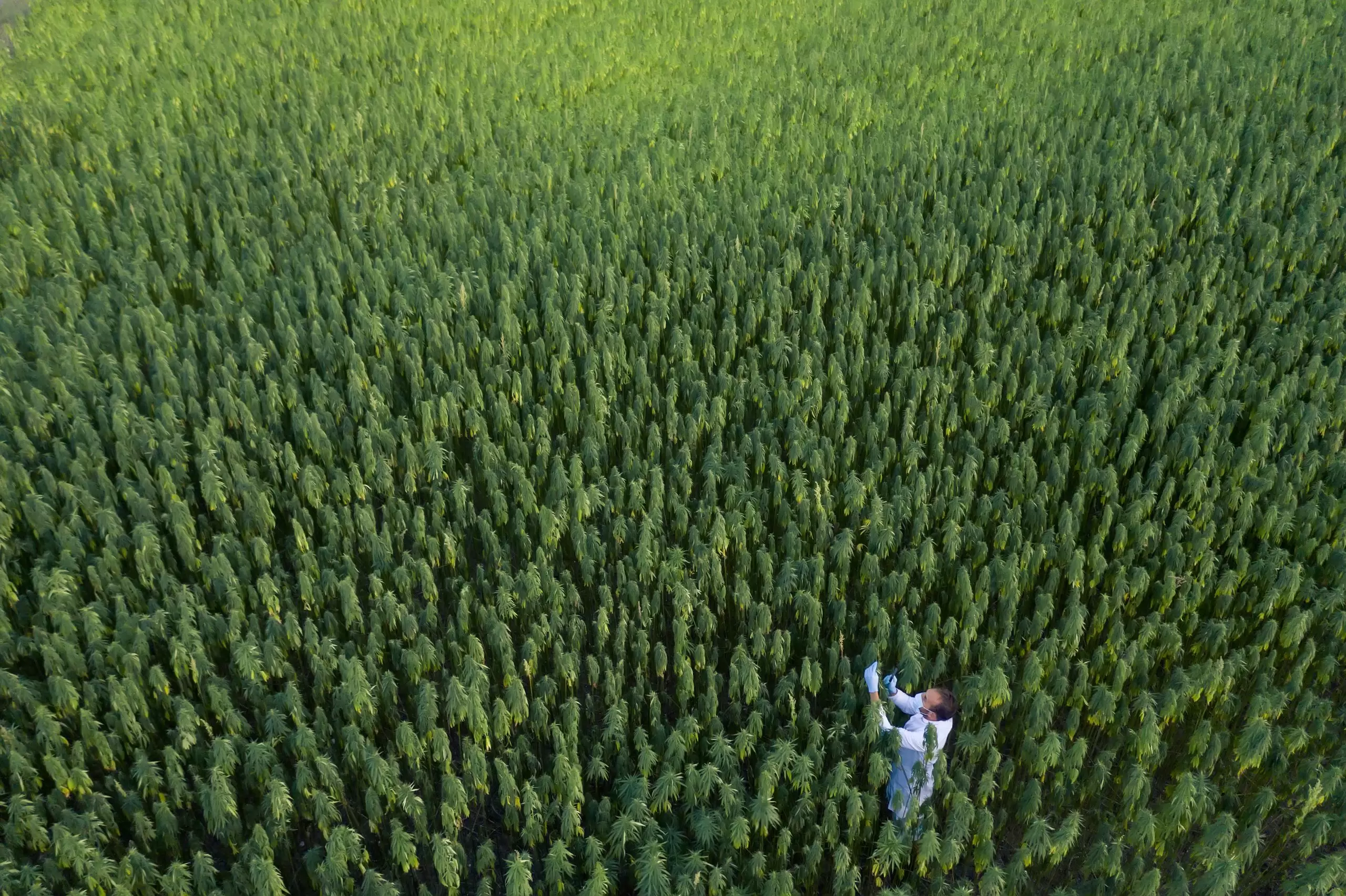 weed