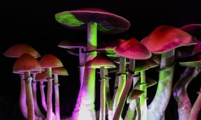 Magic mushrooms