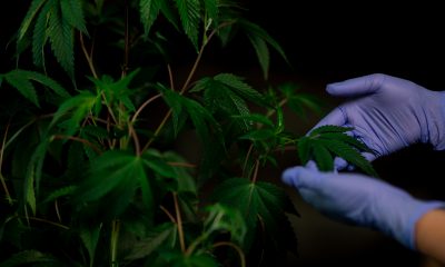 Pair of hands holding cannabis plant