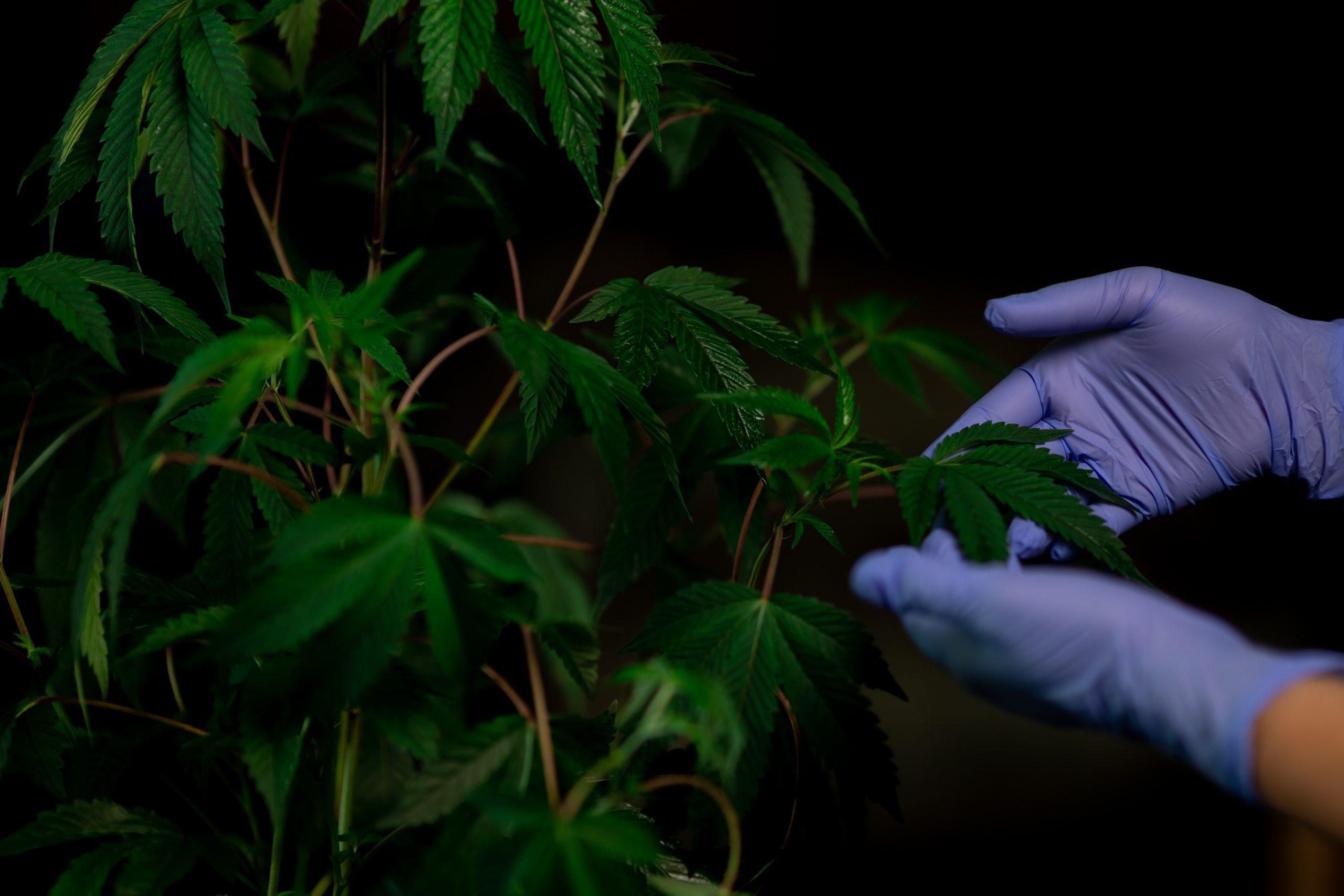 Pair of hands holding cannabis plant