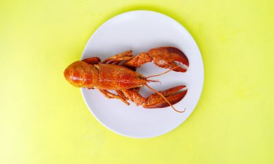 A red lobster on a white plate against a yellow background