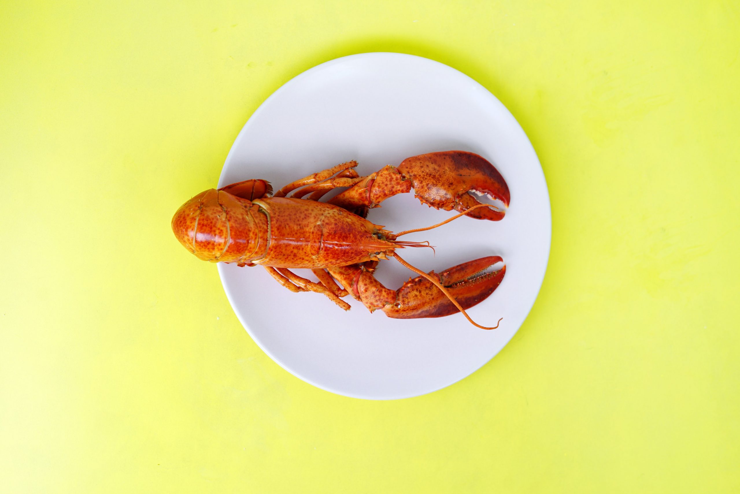 A red lobster on a white plate against a yellow background